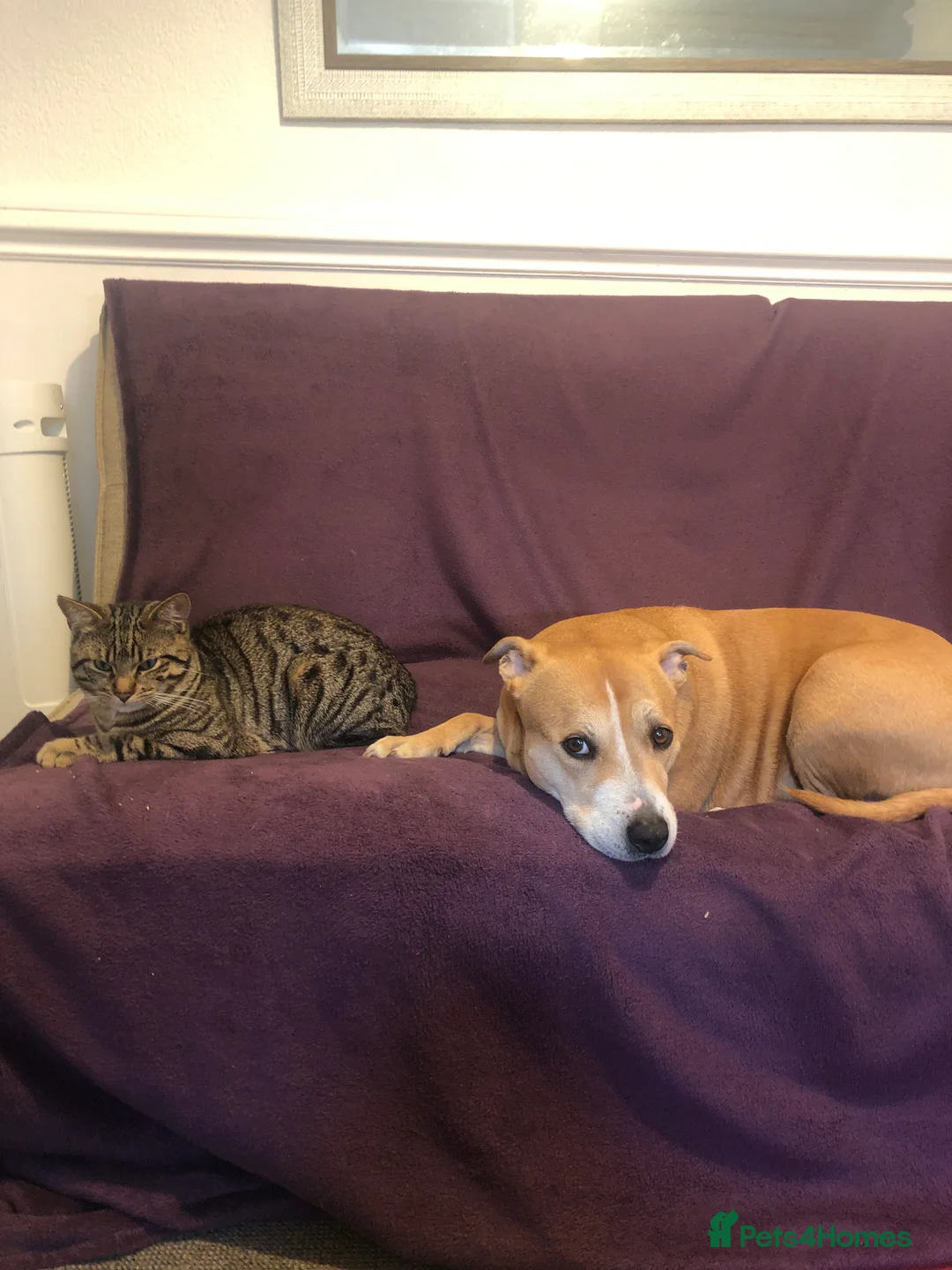 Mixed Breed cats for sale: Vinnie  - Advert 9