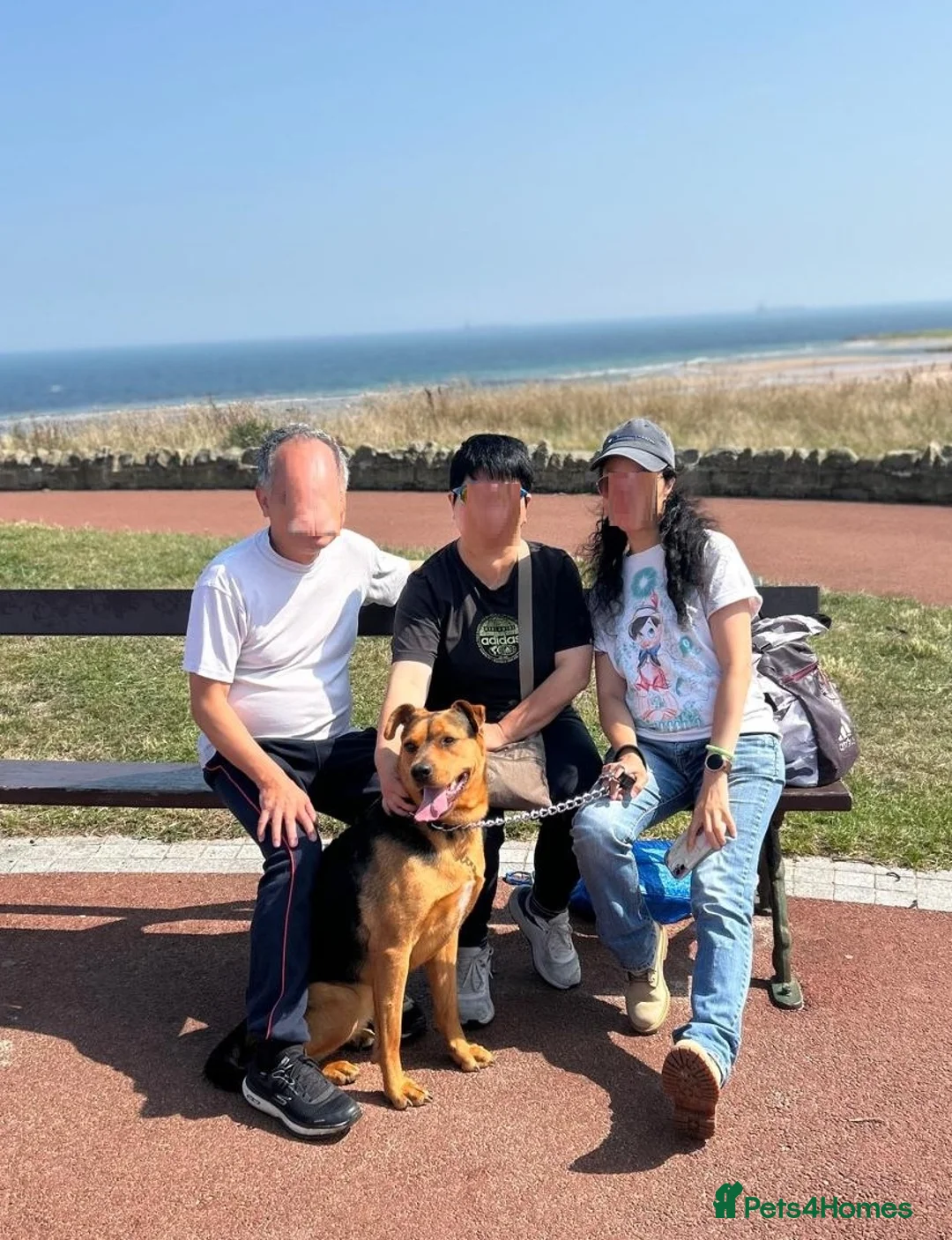 Mixed Breed dogs for adoption: Steph – 6 years old, Female, Mixed Breed - Advert 6