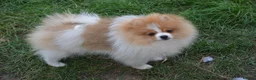 Pomeranian dogs for sale: PACO - Beautiful Pomeranian Boy - Advert 23