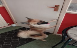 Mixed Breed dogs for sale: 10 month old Frankie  - Image 1