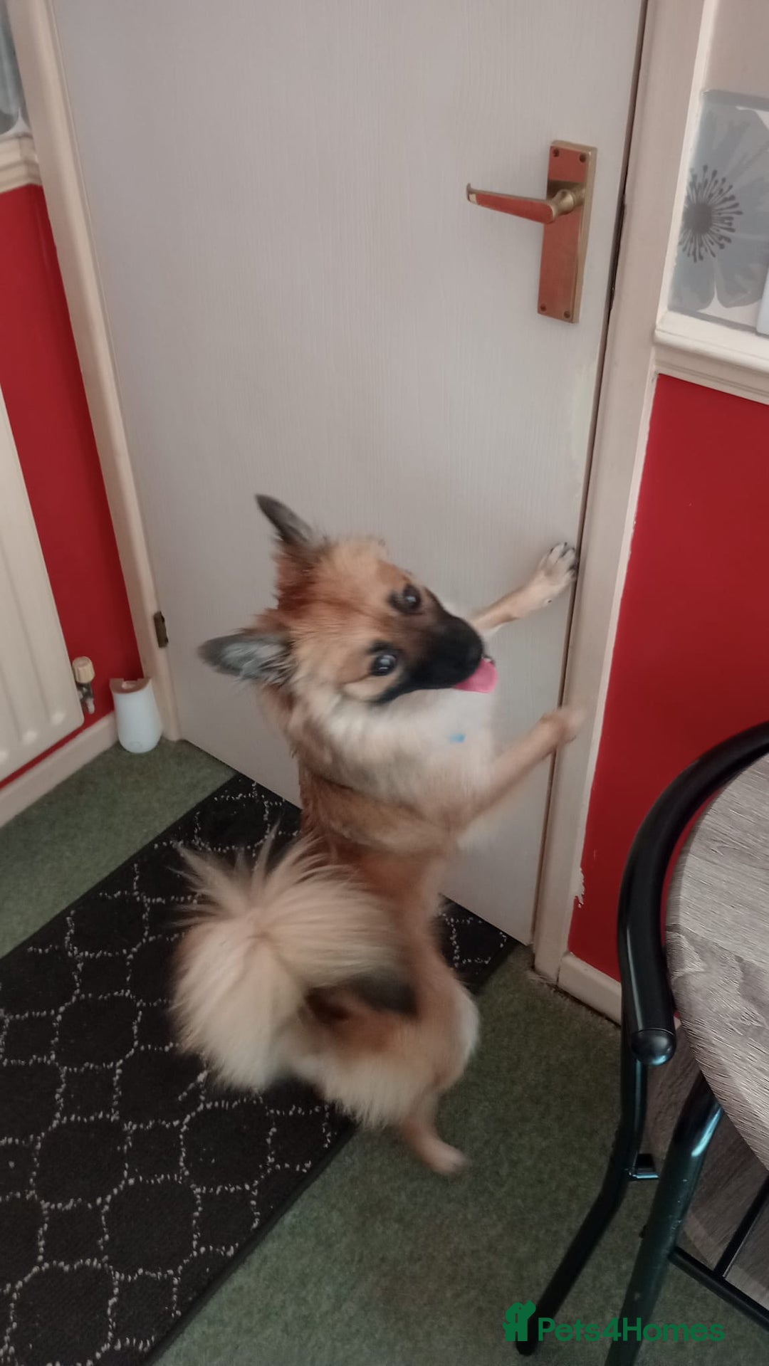 Mixed Breed dogs for sale: 10 month old Frankie  - Image 1