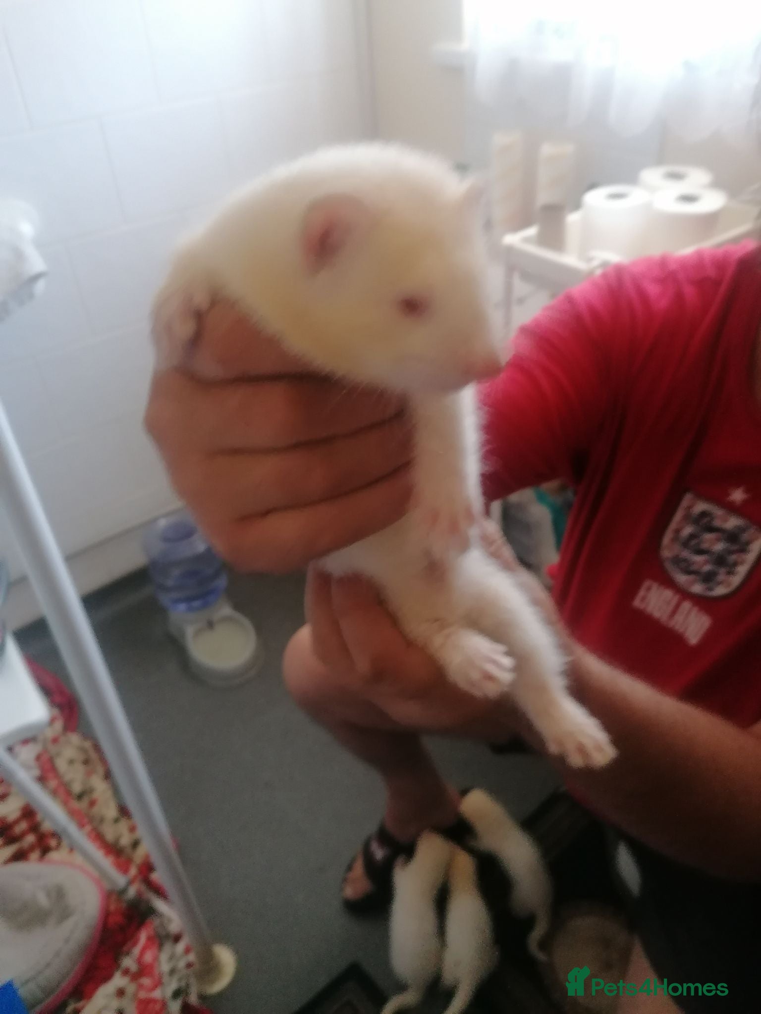 Ferret rodents Half micro ferret - Advert 9