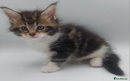 Maine Coon cats for sale: Full pedigree Maine coon  - Image 6
