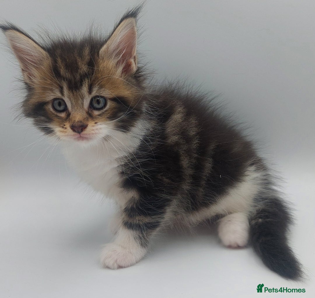 Maine Coon cats for sale: Full pedigree Maine coon  - Image 6