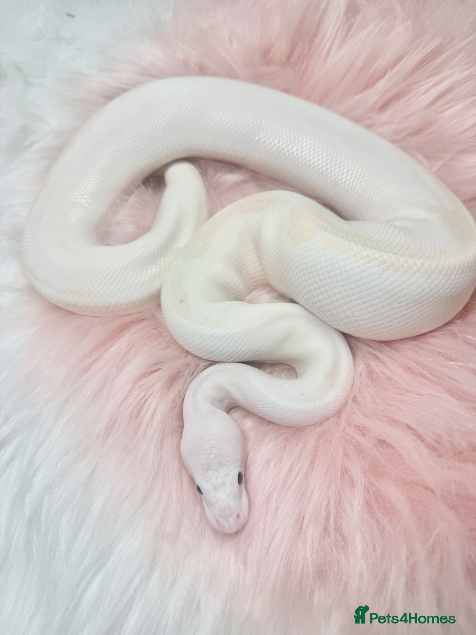 Python Snake reptiles 5 friendly Ball Royal Python for sale - Advert 6