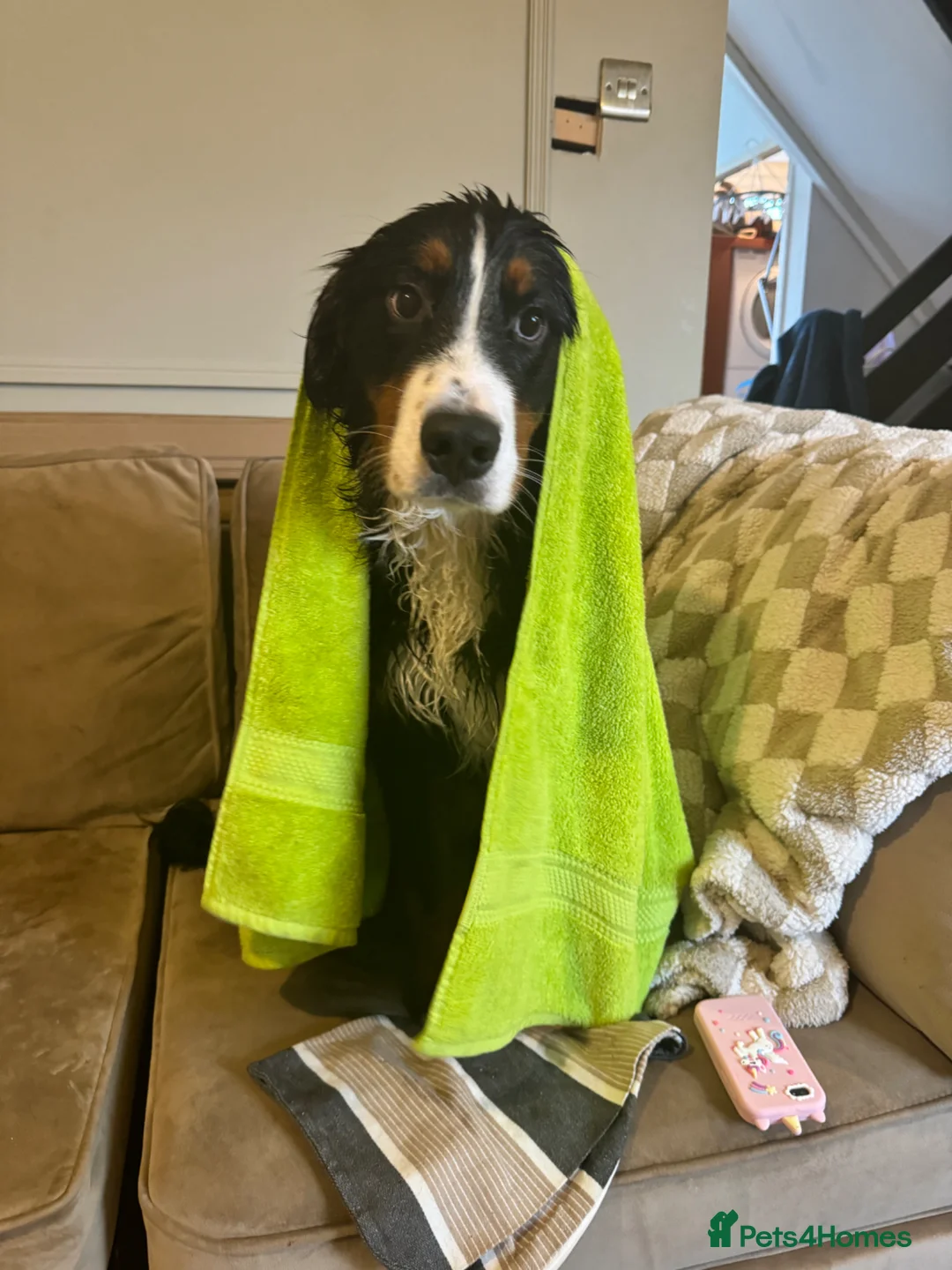 Bernese Mountain Dog dogs for sale: Bernese Mountain Dog Ace for Rehome - Advert 17