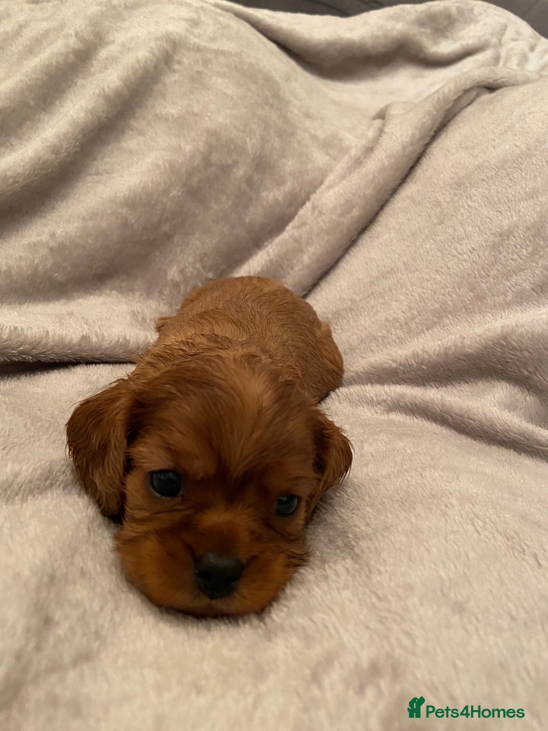 Cavalier King Charles Spaniel dogs for sale: Exceptional, ruby pure bred Cavaliers - Advert 7