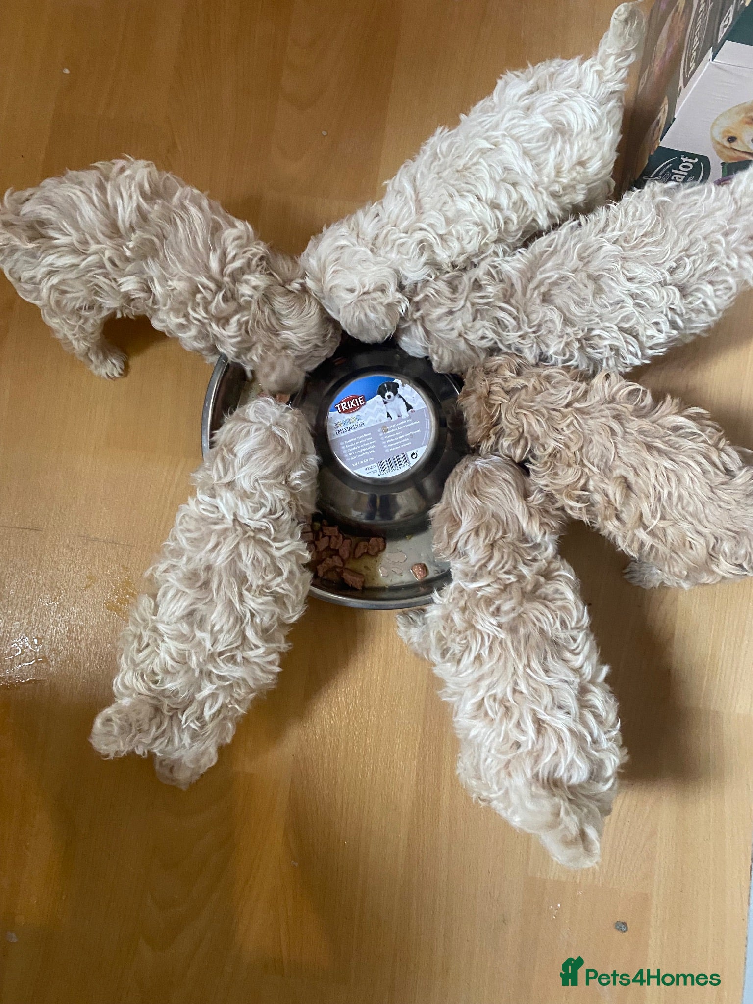 Maltipoo dogs F1 maltipoo puppies READY NOW Dad Russian poodle - Advert 3