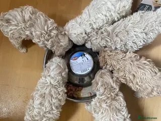 Maltipoo dogs F1 maltipoo puppies READY NOW Dad Russian poodle - Advert 2