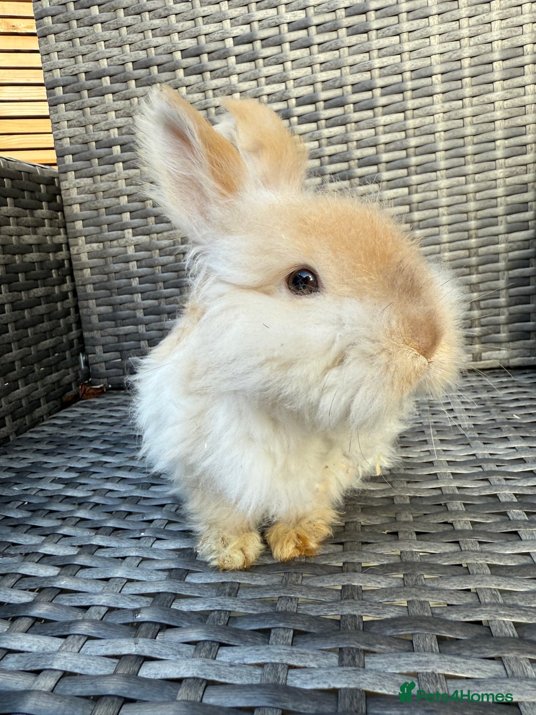Angora rabbits for sale: English Angora Babies  - Advert 10