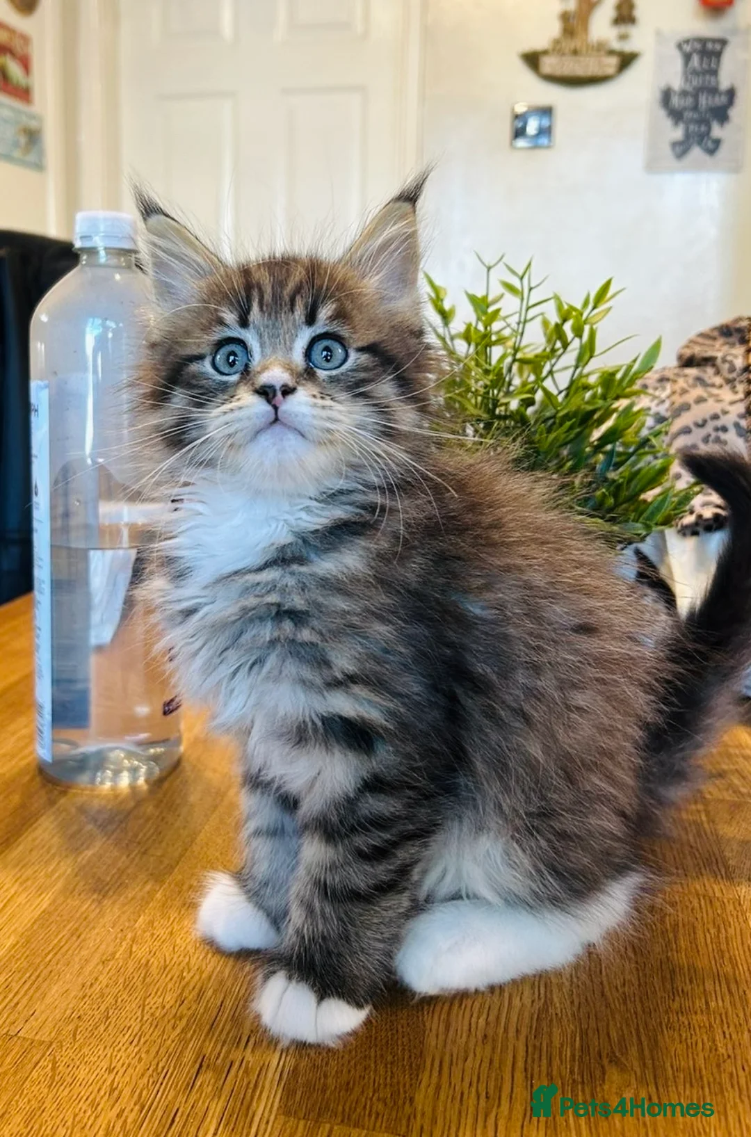 Maine Coon cats for sale: MAINE COON KITTENS FOR SALE - SOME POLYDACTYL  - Advert 1