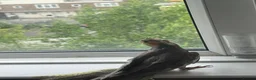Mixed Breed birds for sale: Baby Cocatiel birds and budgies - Advert 24