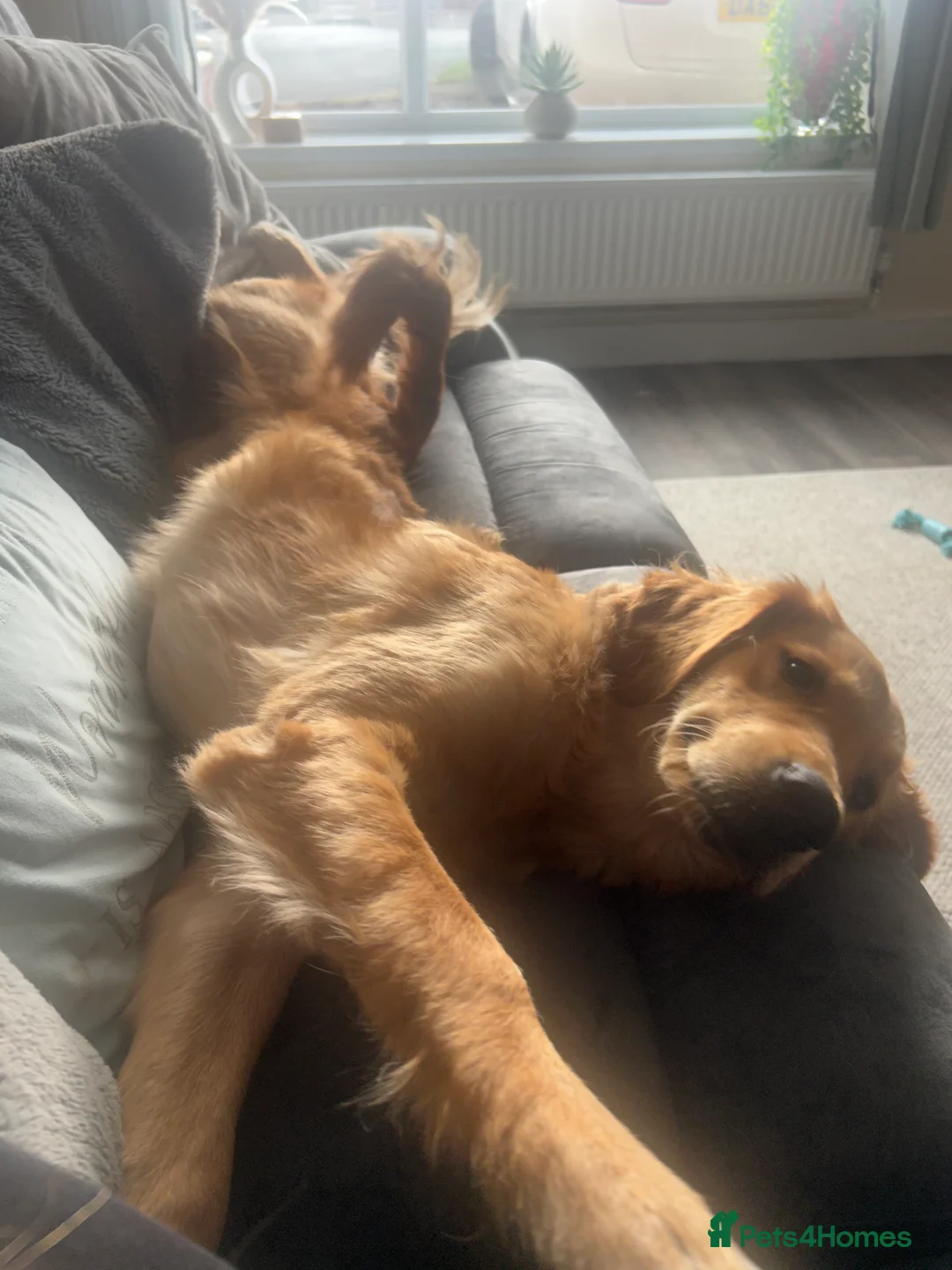Golden Retriever dogs for sale: 9 month old KC registered Golden Retriever- Daisy in Lee-on-the-Solent - Advert 2