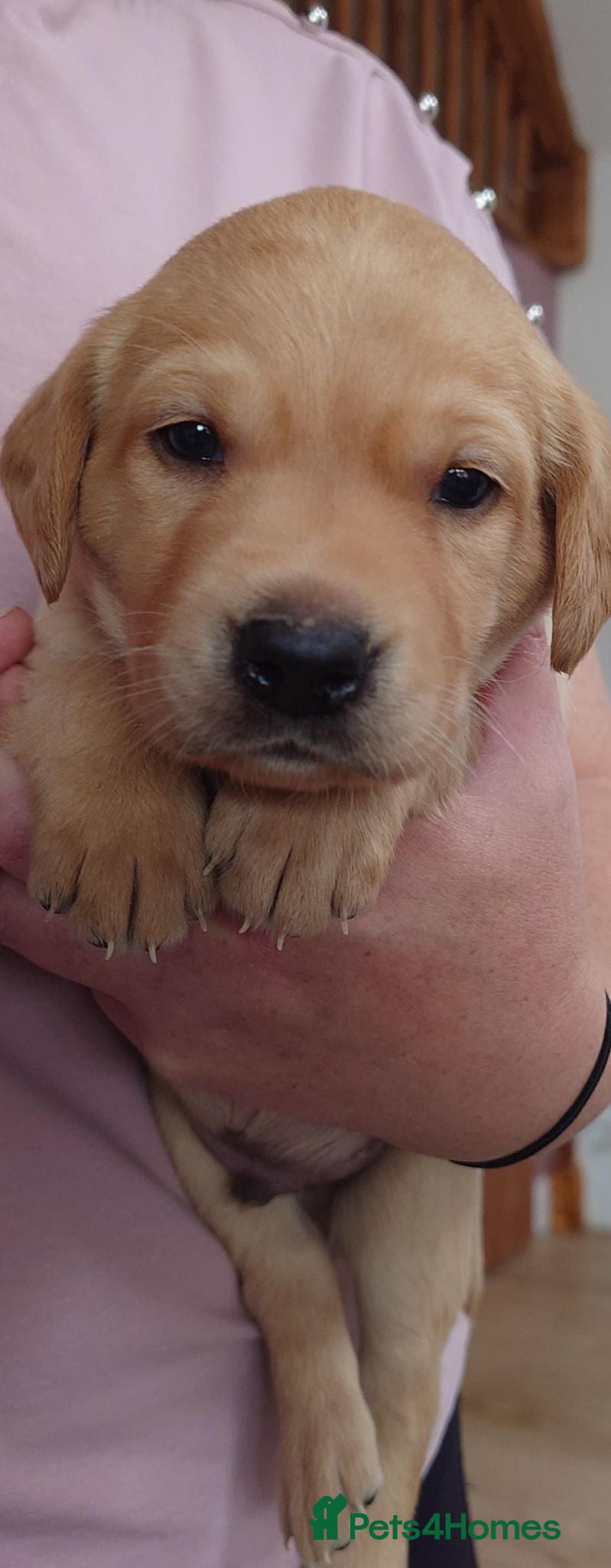Labrador Retriever dogs Last beautiful boy K.C reg FTCH & FTW - Advert 1