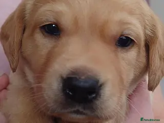 Labrador Retriever dogs Last beautiful boy K.C reg FTCH & FTW - Advert 1