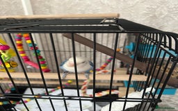 Lovebirds birds for sale: Young lovebird  - Image 4
