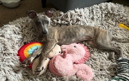 Whippet dogs for sale: Loving Brindle KC Reg Whippet boy - Image 4