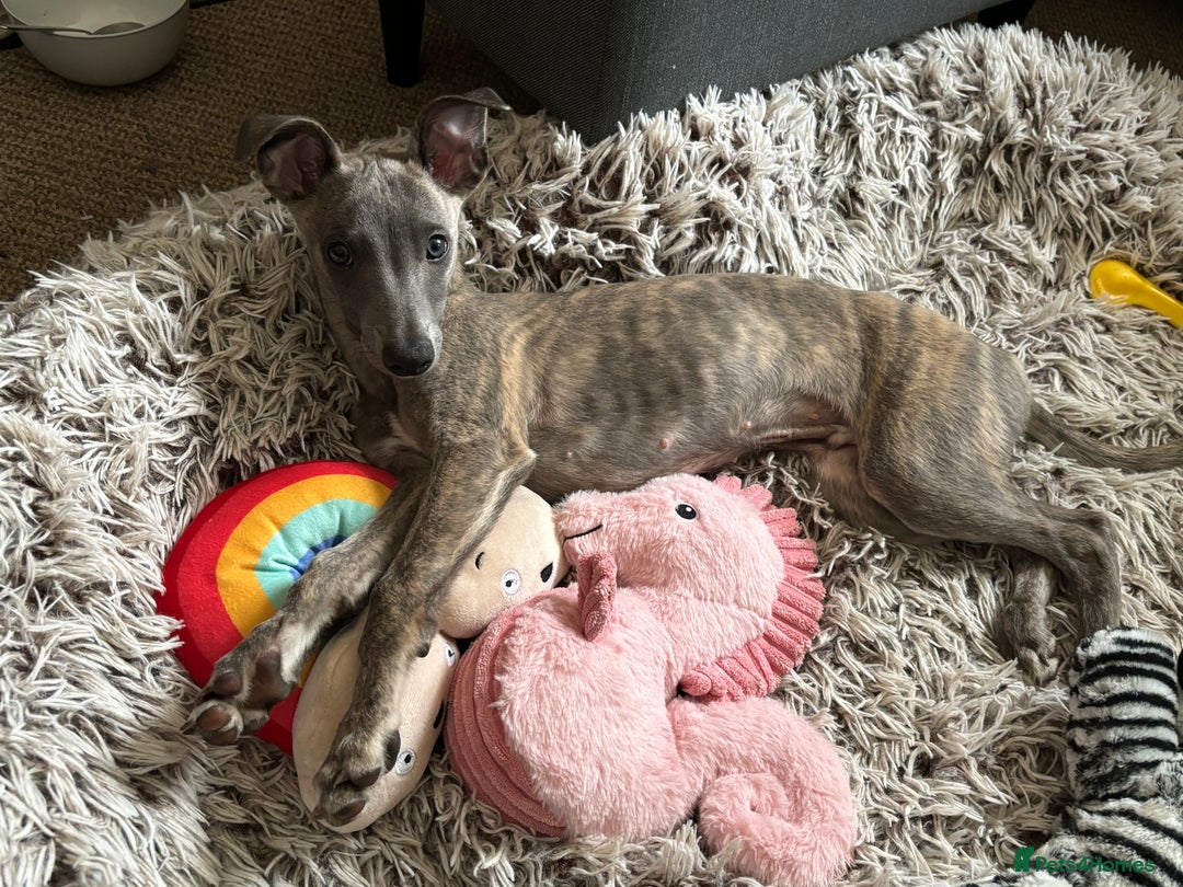 Whippet dogs for sale: Loving Brindle KC Reg Whippet boy - Image 4