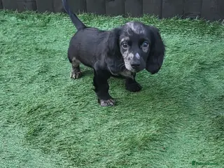 Mixed Breed dogs Docker - Advert 1