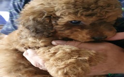Toy Poodle dogs for sale: KC Toy Poodles, health tested, champion bloodline - Image 5