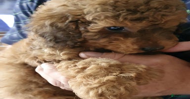 Toy Poodle dogs - Advert 12