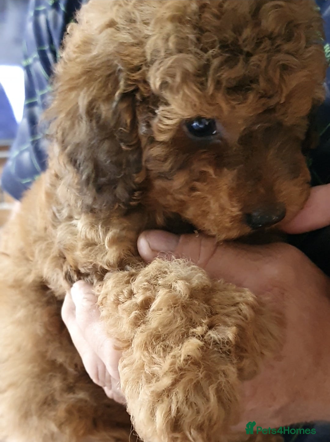 Toy Poodle dogs for sale: KC Toy Poodles, health tested, champion bloodline - Image 5
