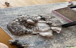 Bengal cats for sale: Beautiful Bengal kittens  in Cambridge - Image 11