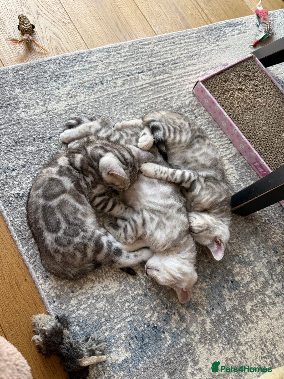 Bengal cats for sale: Beautiful Bengal kittens  in Cambridge - Image 11