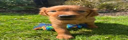 Irish Setter dogs for sale: Irish Setter Puppies - Advert 7