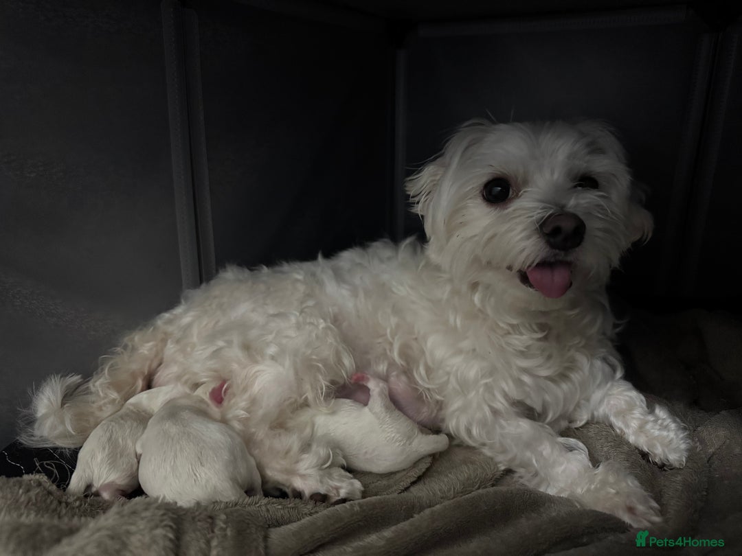 Maltese dogs for sale: 🐶 Adorable Male Maltese Puppies for Sale 🐾 - Image 21