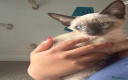 Siamese cats for sale: Playful Siamese Boys – Needs a Forever Family in Harpenden - Image 6