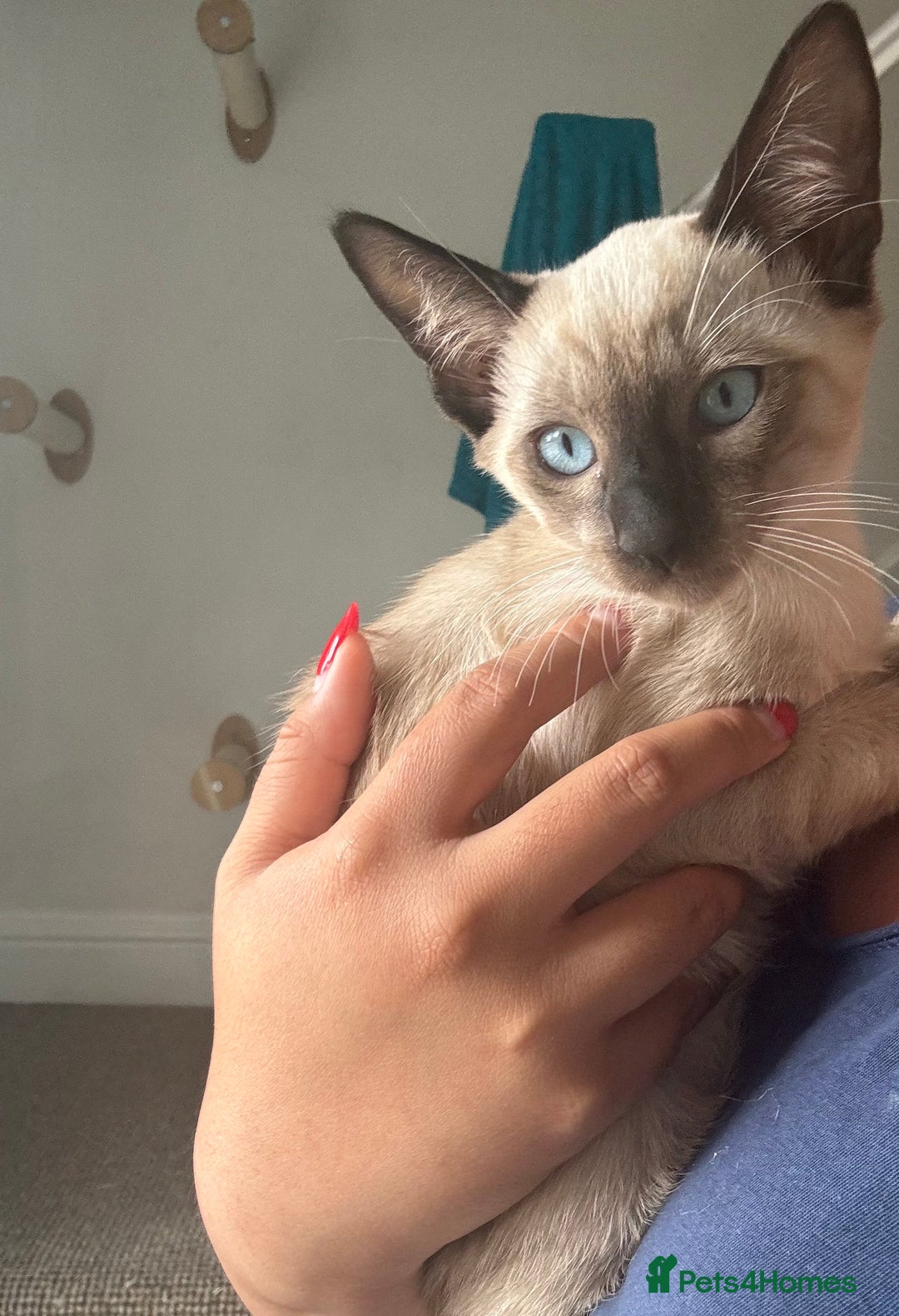 Siamese cats for sale: Playful Siamese Boys – Needs a Forever Family in Harpenden - Image 6