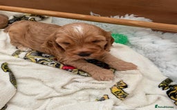 Cockapoo dogs for sale: Cockapoo Pups - Image 16