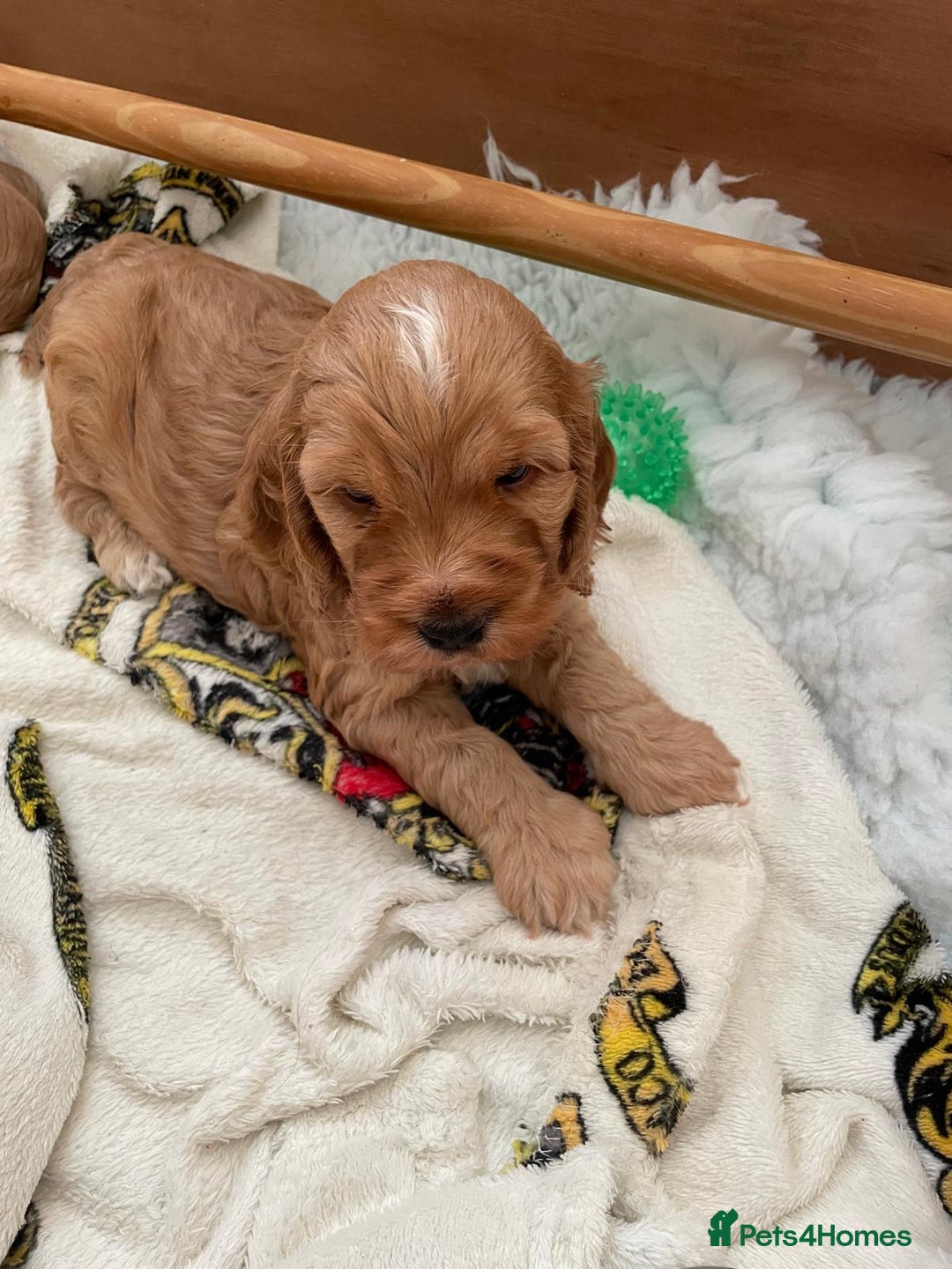 Cockapoo dogs for sale: Cockapoo Pups - Image 16