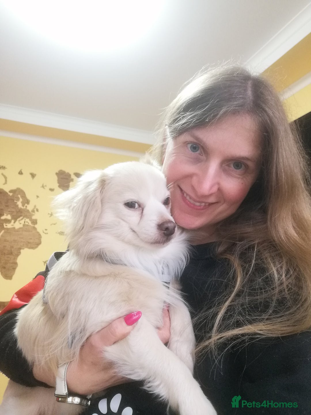 Chihuahua dogs for adoption: 💙🐶 ZEE 🐶💙 - Advert 5