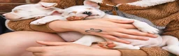 Mixed Breed dogs for sale: Loving Staffy x American Bulldog Pups - Ready Now  - Advert 6