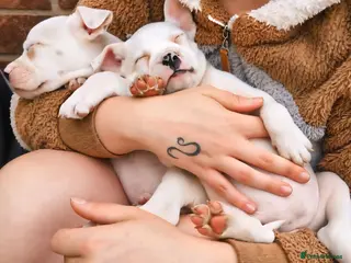 Mixed Breed dogs Loving Staffy x American Bulldog Pups - Ready Now - Advert 18
