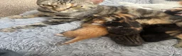 Mixed Breed cats for sale: Kittens  - Advert 3