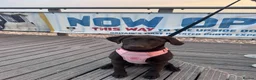 Labrador Retriever dogs for sale: Chocolate Female Labrador  in Portsmouth - Advert 2