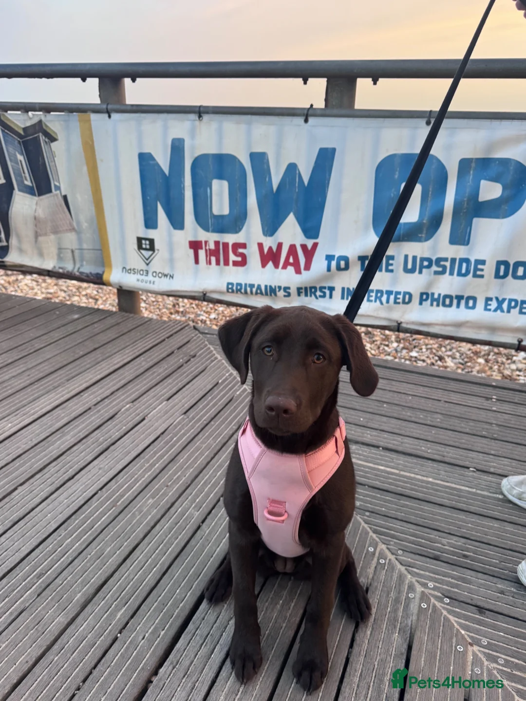 Labrador Retriever dogs for sale: Chocolate Female Labrador  in Portsmouth - Advert 2