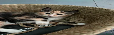 Calico