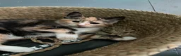 Domestic Shorthair cats for sale: 2 final kitties are waiting for their forever home - Advert 3