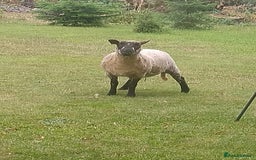 Sheep livestock for sale: Cheviot x Shropshire yearling ewes  - Image 3