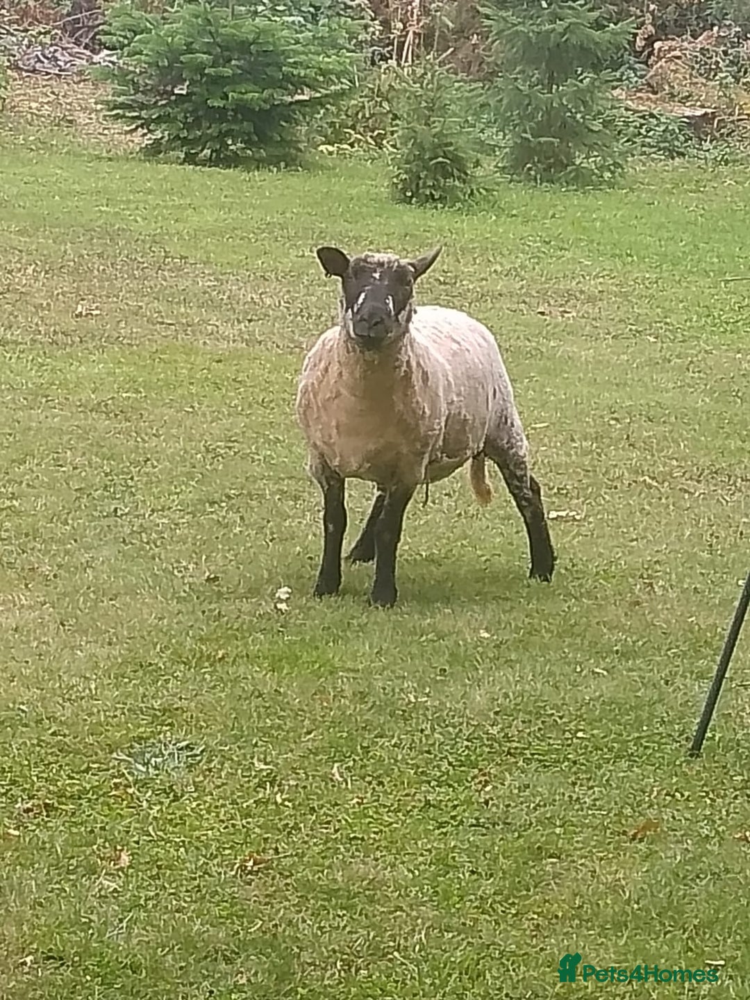 Sheep livestock for sale: Cheviot x Shropshire yearling ewes  - Image 3