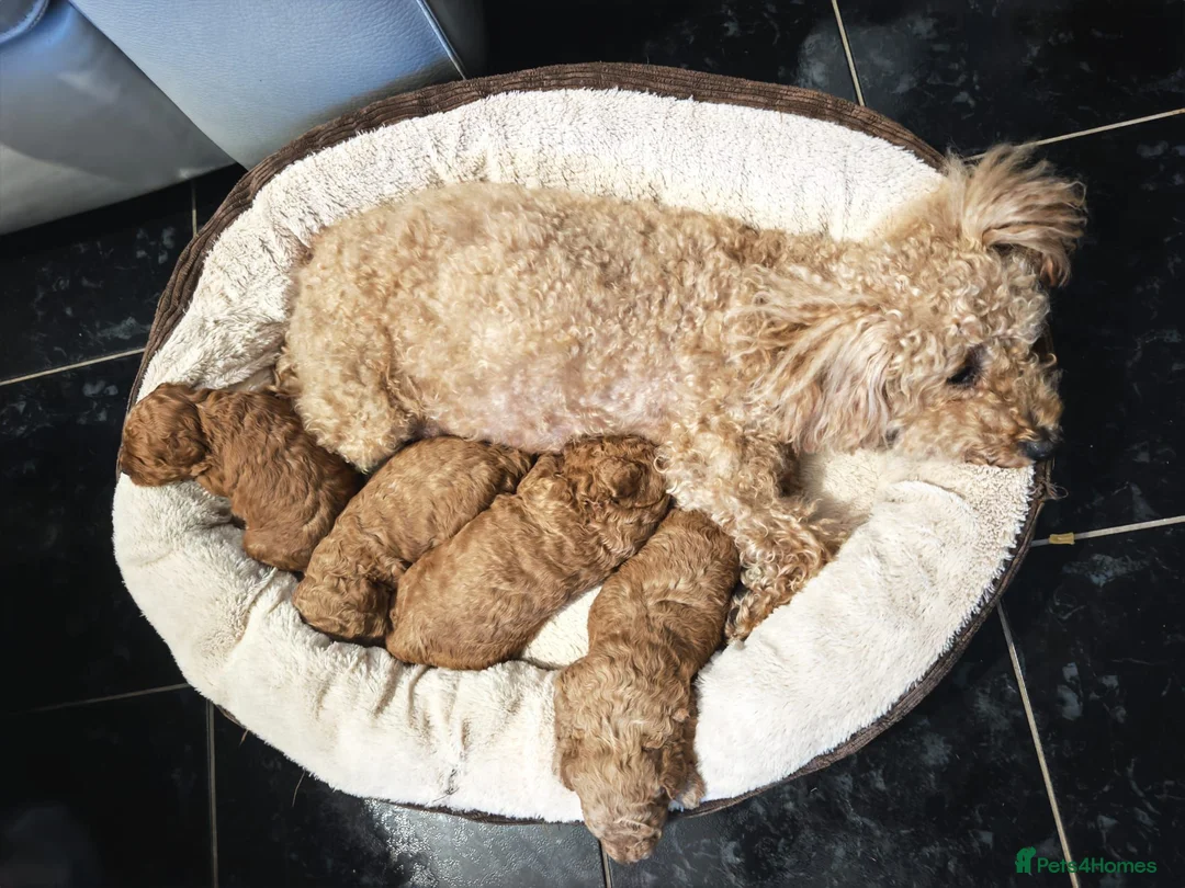 Schnoodle dogs for sale: Schnoodle Puppies Looking for Loving Homes - Advert 2