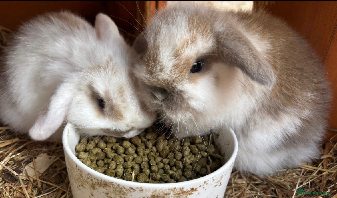 Mini Lop rabbits Beautiful mini lop rabbits for sale - Advert 1