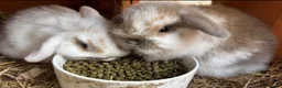 Mini Lop rabbits for sale: Beautiful mini lop rabbits for sale - Advert 1
