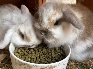 Mini Lop rabbits Beautiful mini lop rabbits for sale - Advert 1