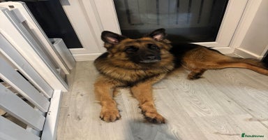 German Shepherd dogs Stunning long haired chunky German Shepherd pups.  - Advert 15