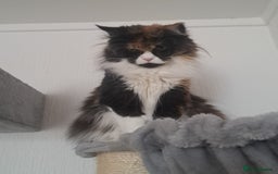Maine Coon cats for sale: Maine coon  - Image 2